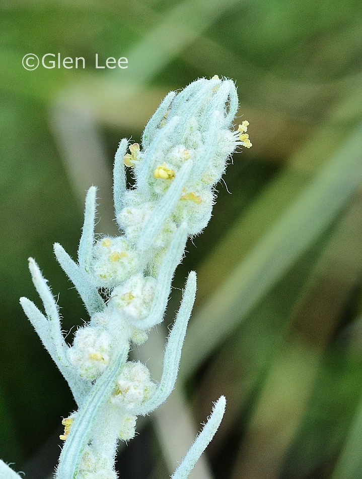 Krascheninnikovia lanata photos Saskatchewan Wildflowers
